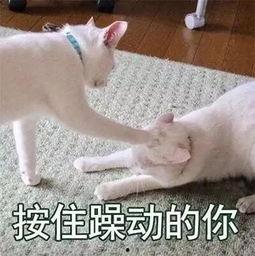 吓破胆的表情包,揭秘吓破胆表情包背后的故事